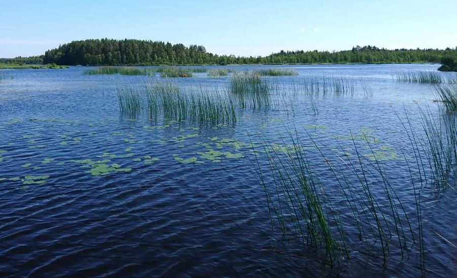 Järvi jossa kasvaa järvikaislaa.